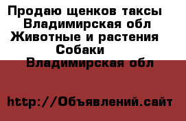 Продаю щенков таксы - Владимирская обл. Животные и растения » Собаки   . Владимирская обл.